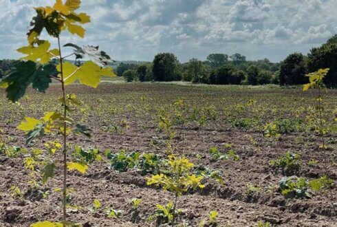 🌿UNIHEJS fremmer bæredygtighed og biodiversitet med vores første skovstykke i Kalundborg🌳