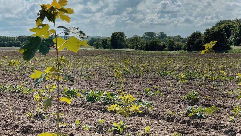 🌿UNIHEJS fremmer bæredygtighed og biodiversitet med vores første skovstykke i Kalundborg🌳